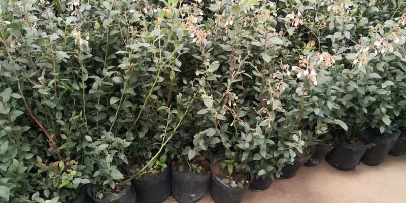 蓝莓苗南方种植盆栽北方地栽树果树苗当年结果薄雾新品种特大