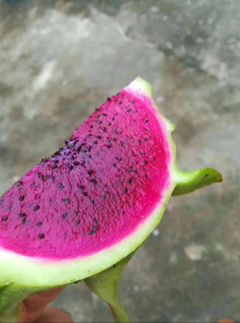 青龙火龙果苗红心火龙果青皮红肉盆栽地栽南北方种，正品。