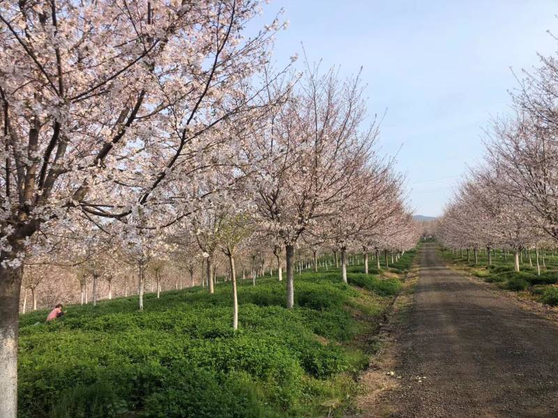 高杆染井吉野樱花