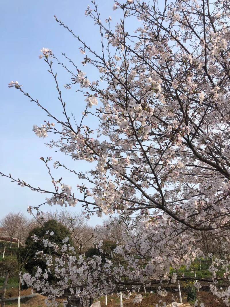 高杆染井吉野樱花