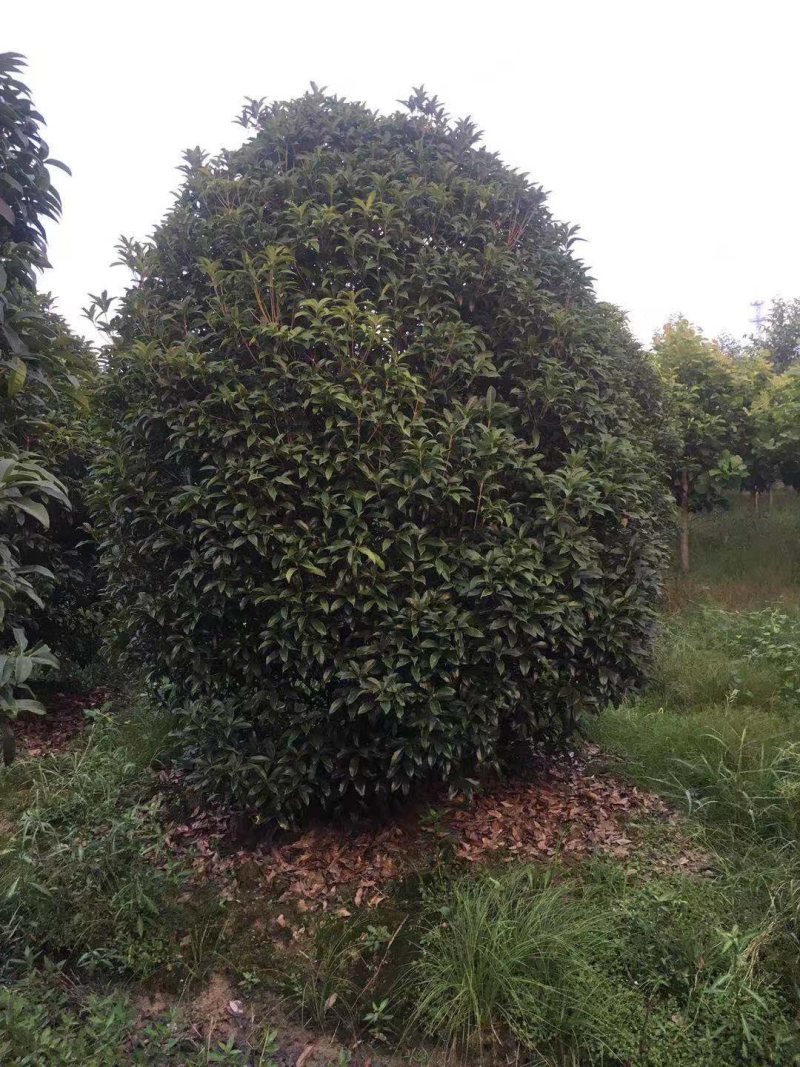 丛生桂花