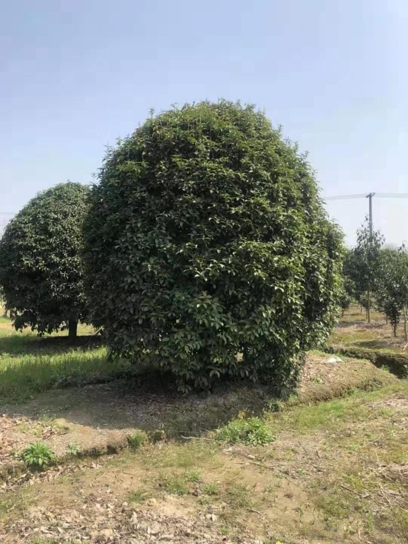 丛生桂花