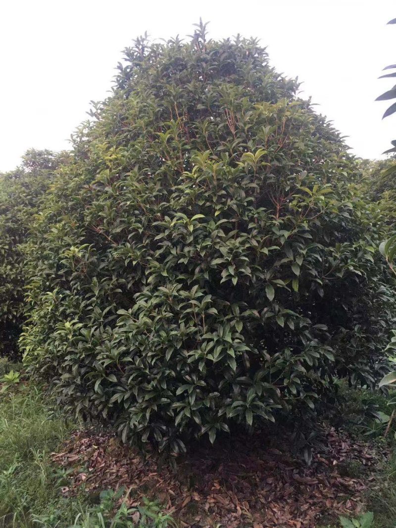 丛生桂花