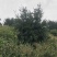 香榧