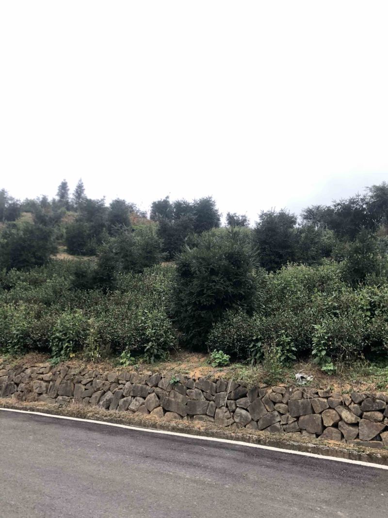 香榧