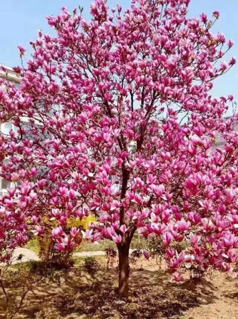 紫玉兰