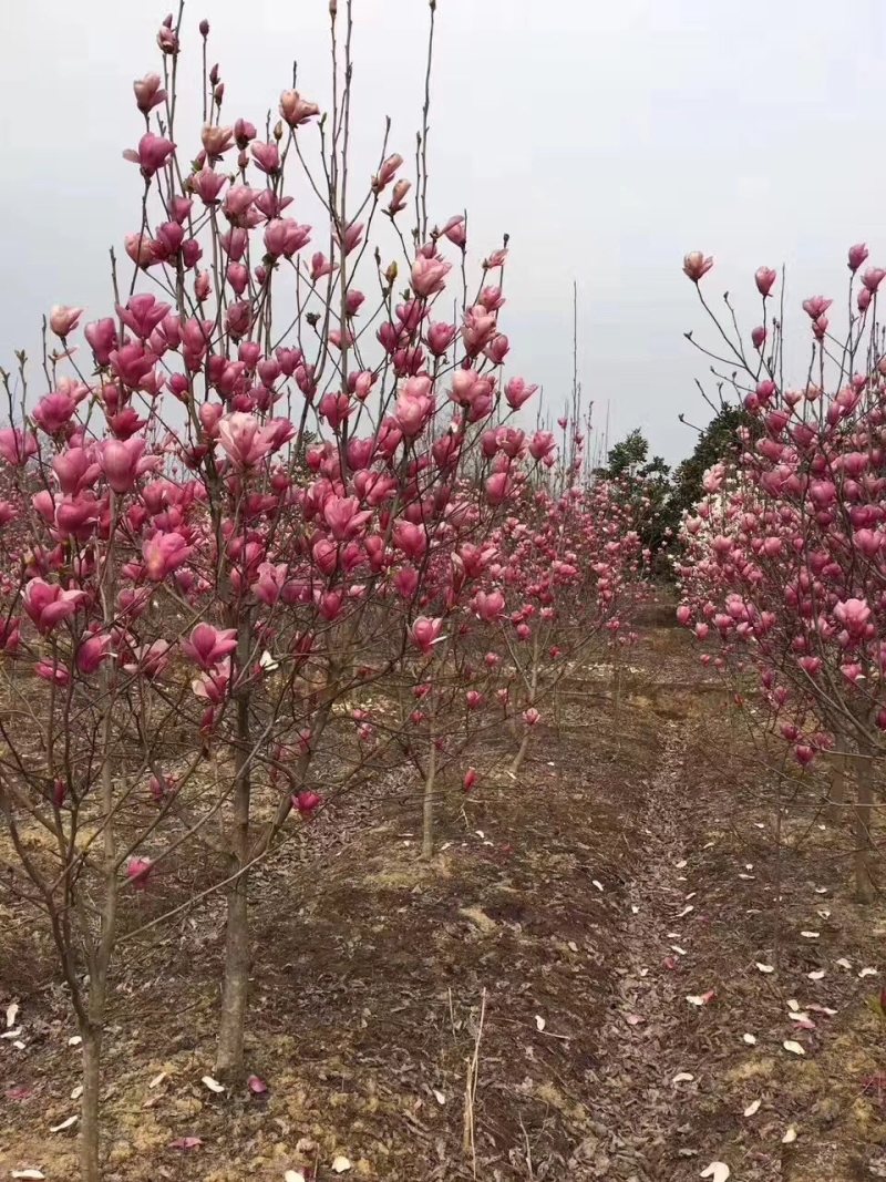 紫玉兰