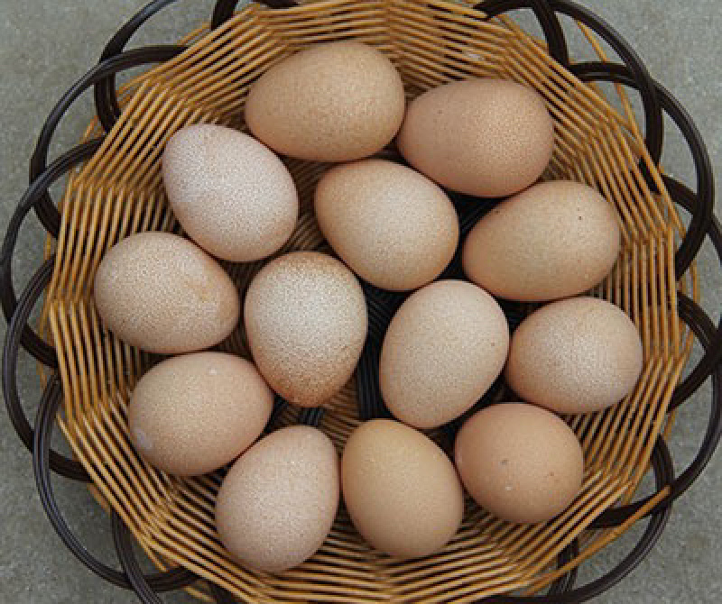 精品散养新鲜珍珠鸡蛋农家散养靓货欢迎选购