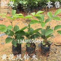 泰国黄花风铃树苗金花风铃木苗紫花风铃庭院树苗