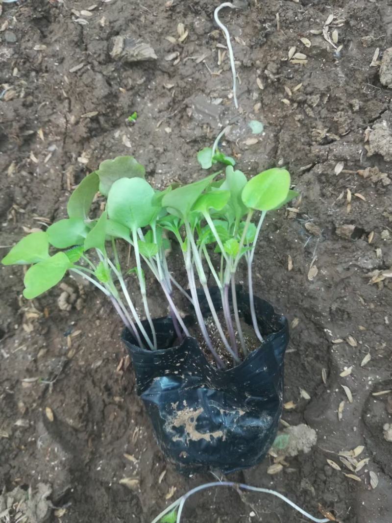 精品二月兰大量上市，基地直发直销，欢迎各位老板致电洽谈！