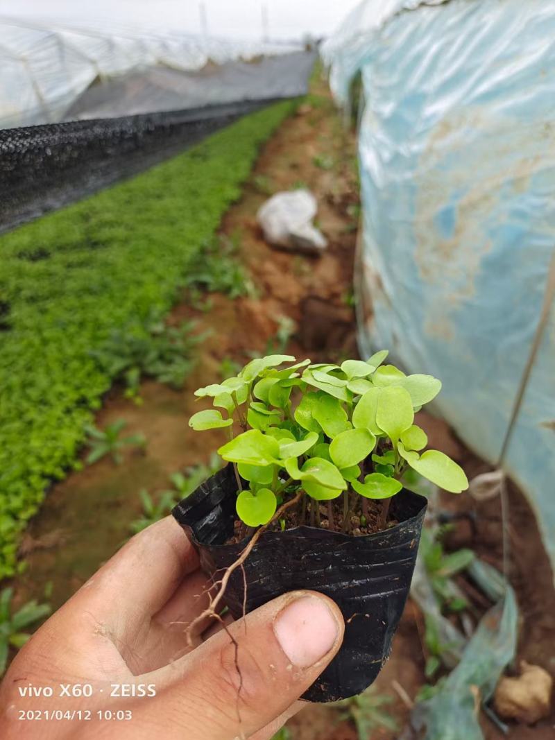 精品二月兰大量上市，基地直发直销，欢迎各位老板致电洽谈！