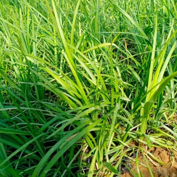 细叶麦冬，麦冬草，绿化工程用，基地直发直销，欢迎各位老板