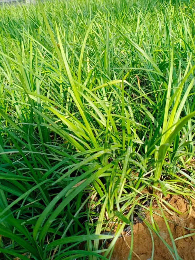 细叶麦冬，麦冬草，绿化工程用，基地直发直销，欢迎各位老板