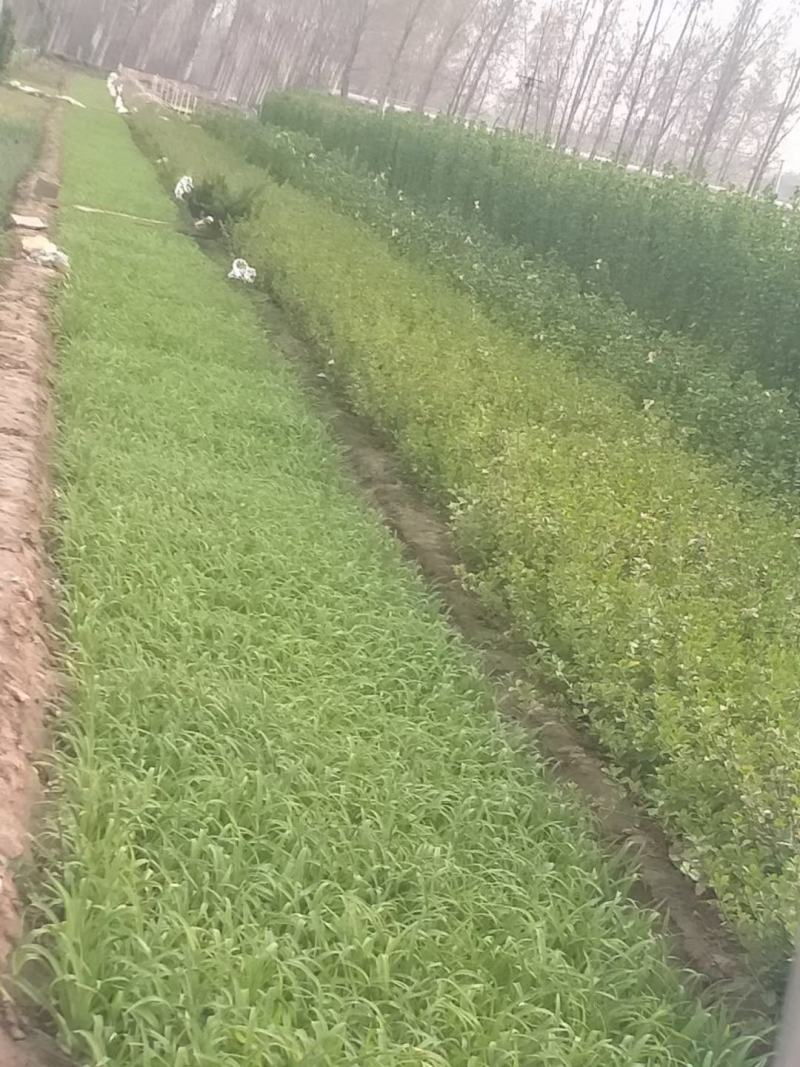 细叶麦冬，麦冬草，绿化工程用，基地直发直销，欢迎各位老板