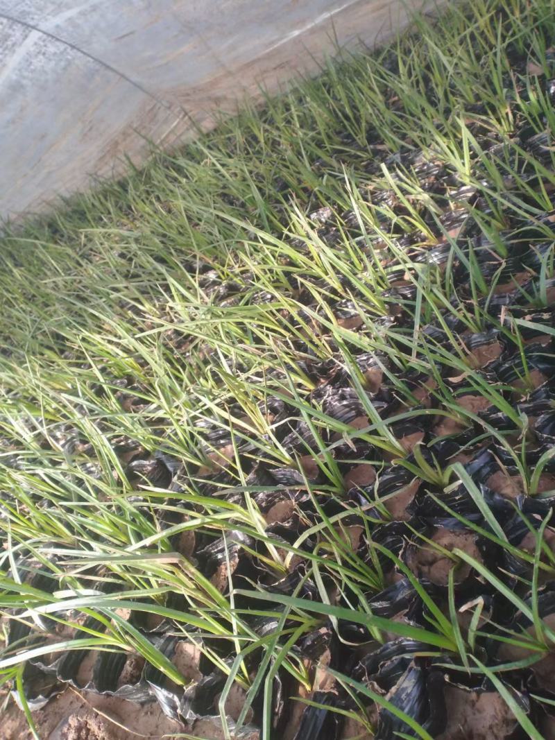 细叶麦冬，麦冬草，绿化工程用，基地直发直销，欢迎各位老板