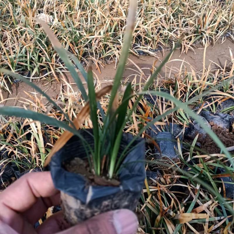 细叶麦冬，麦冬草，绿化工程用，基地直发直销，欢迎各位老板