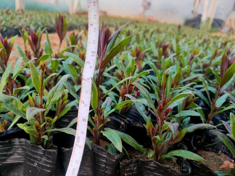 精品山桃草大量上市。基地直发直销，欢迎各位老板致电洽谈！