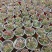 精品山桃草大量上市。基地直发直销，欢迎各位老板致电洽谈！