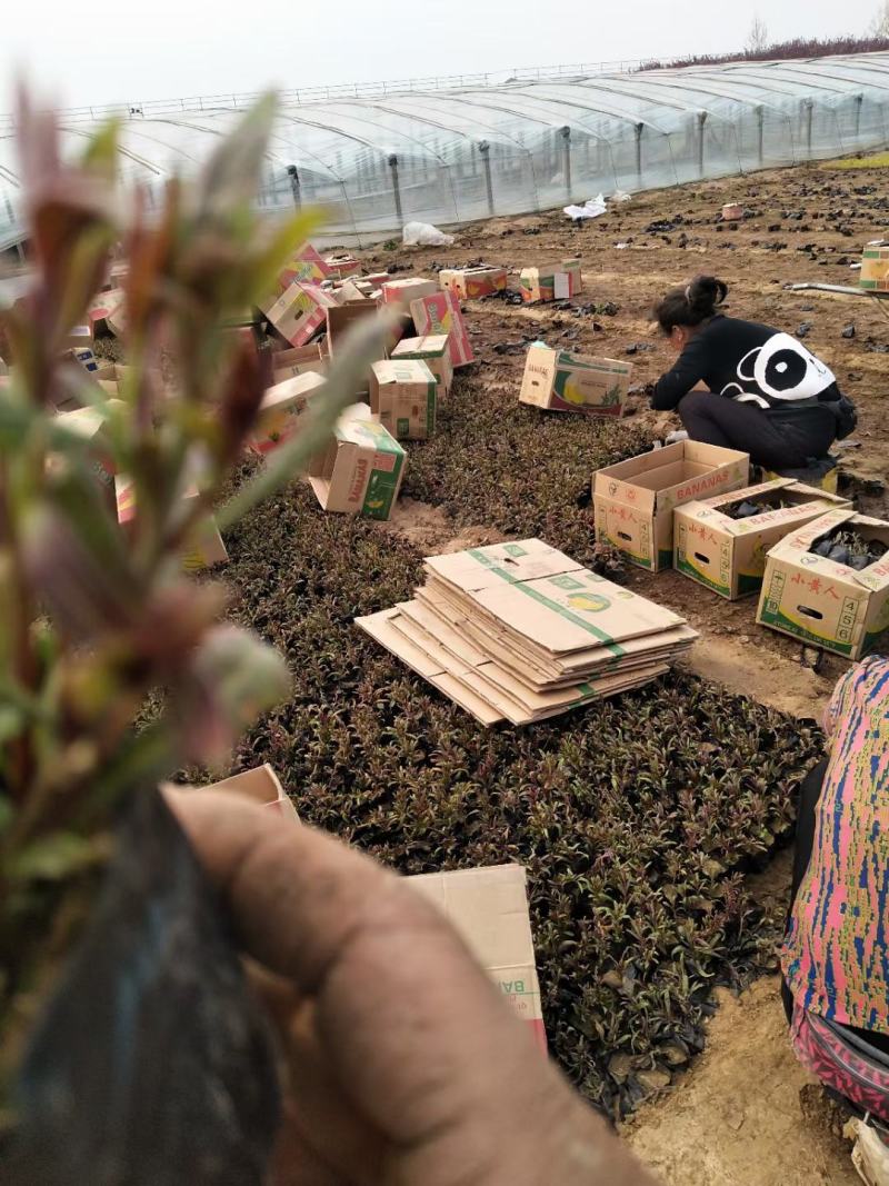 精品山桃草大量上市。基地直发直销，欢迎各位老板致电洽谈！