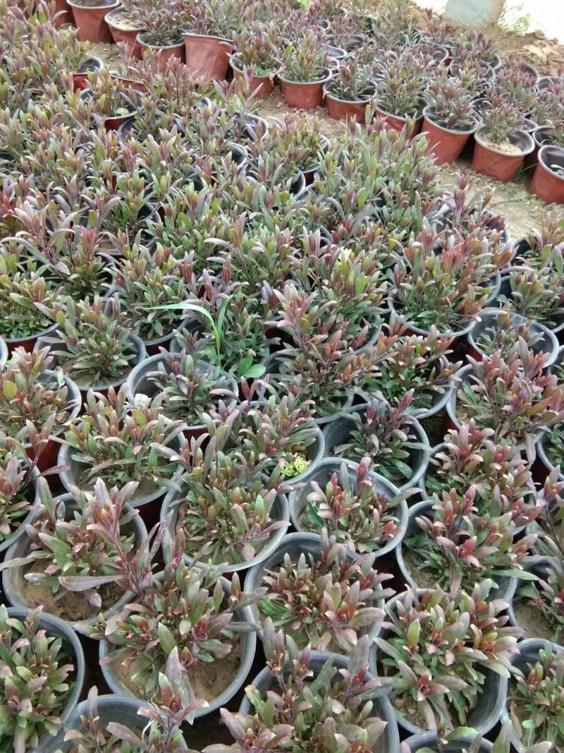 精品山桃草大量上市。基地直发直销，欢迎各位老板致电洽谈！