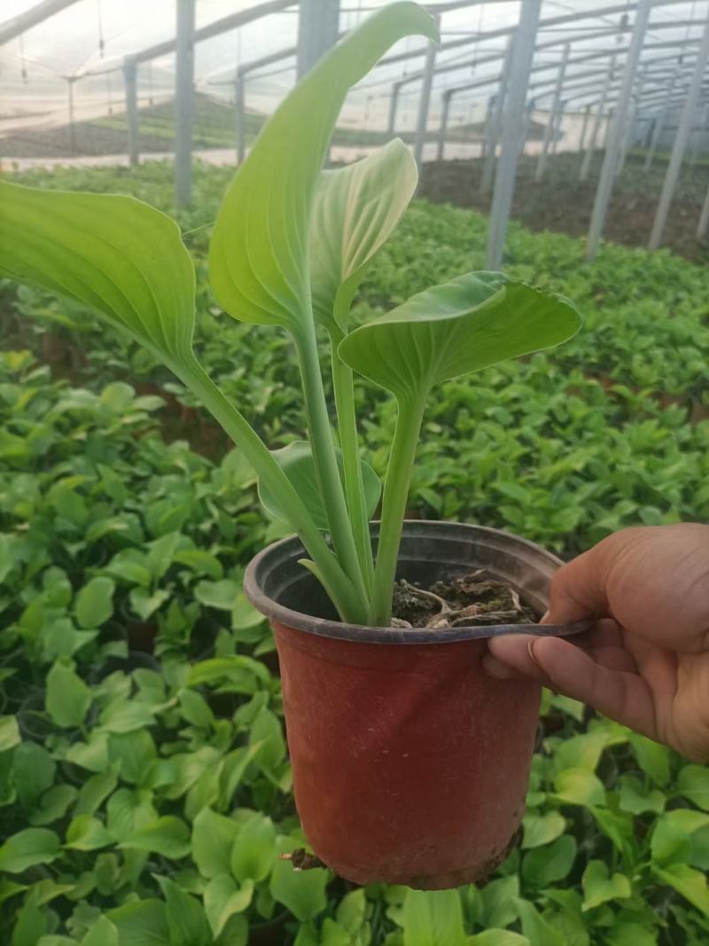 玉簪，金边玉簪，白玉簪紫花玉簪，品种齐全，欢迎选购