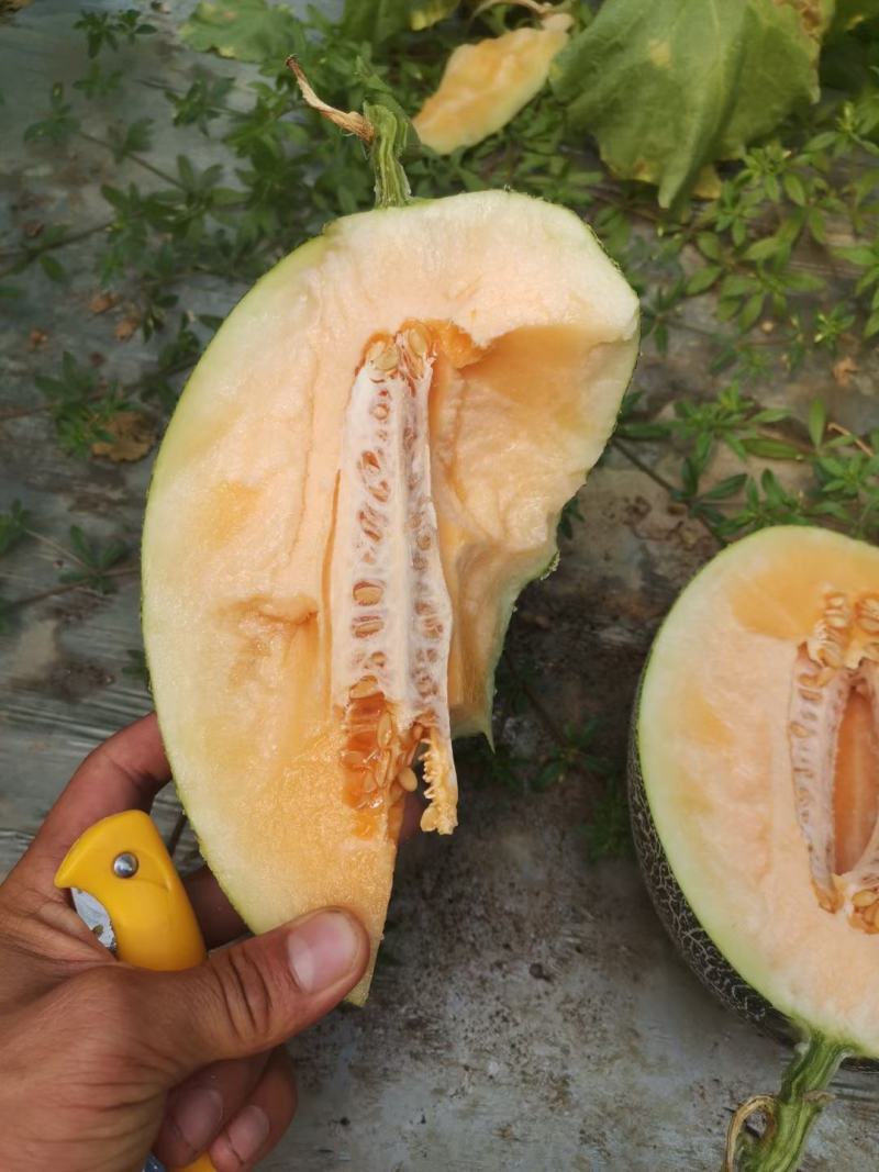 海南海沙地哈密瓜25号大量现货，可供应电商！商超！