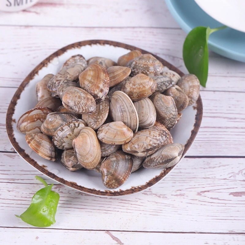 《鲜活》花甲肉肥无沙花甲花蛤海鲜蛤贝类文蛤大量走货