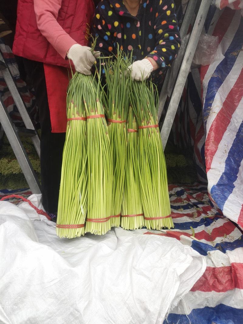 商丘精品红帽蒜薹基地直供代发全国质量保证诚信经营
