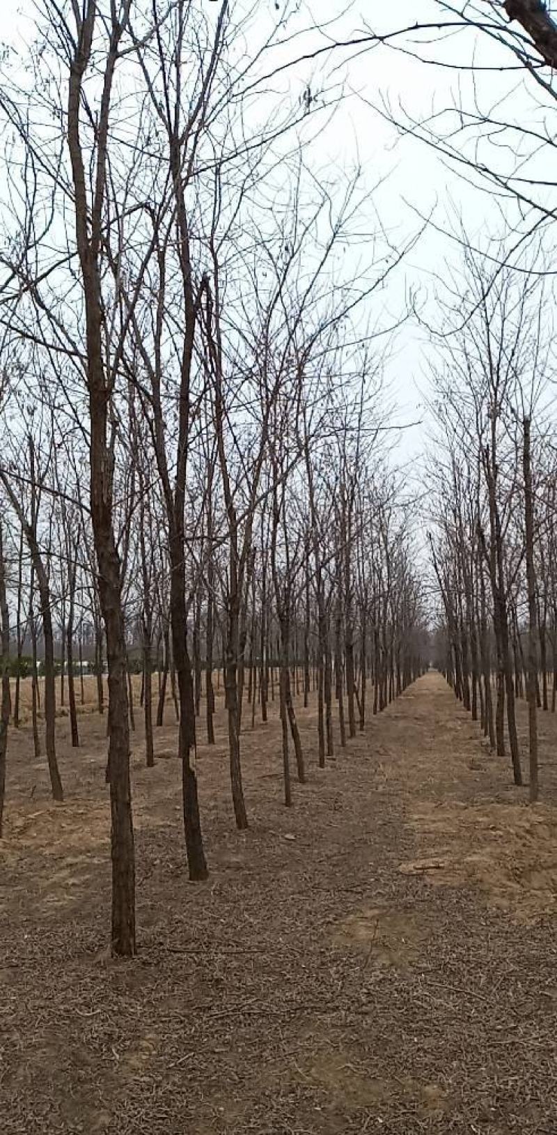 刺槐（白花槐），8公分至15公分，精品量大