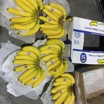 河北永年精品香蕉大量供应中，可供大型批发市场，超市