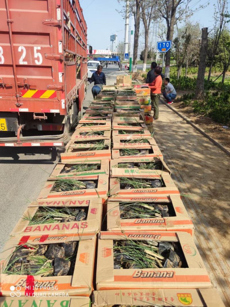 燕尾水生燕尾，基地直发直销，品种齐欢迎各位老板致电！