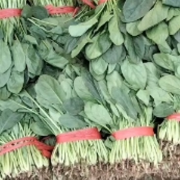 精品大棚菠菜大量上市了
