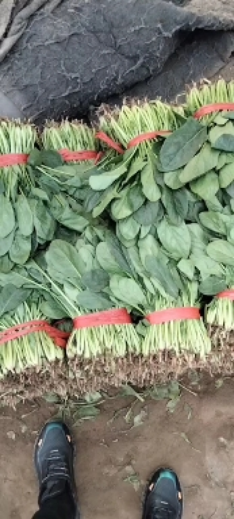 精品大棚菠菜大量上市了