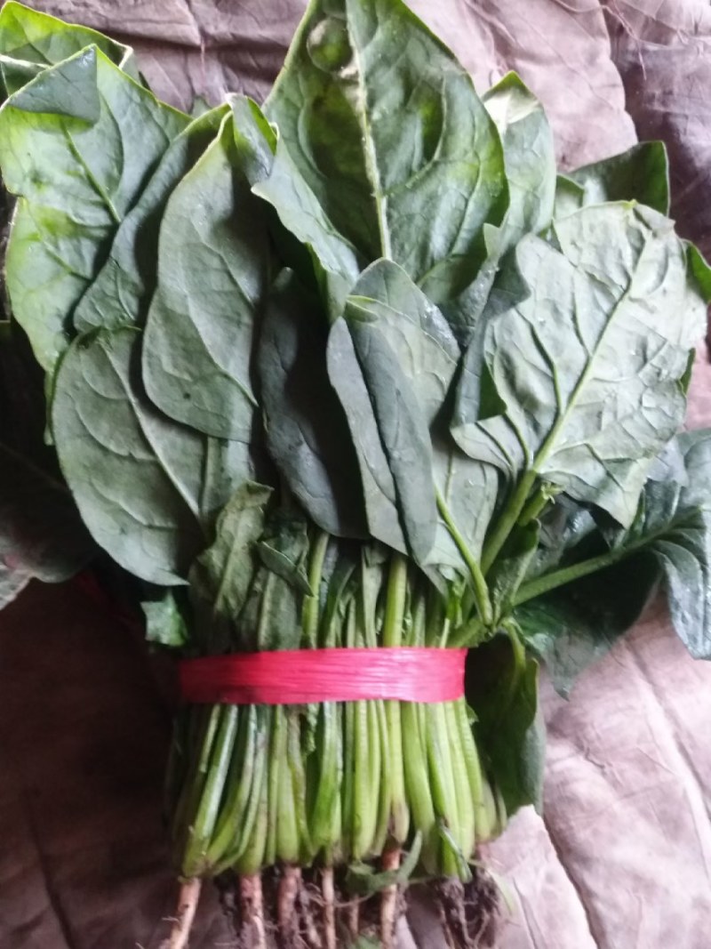 精品大棚菠菜大量上市了
