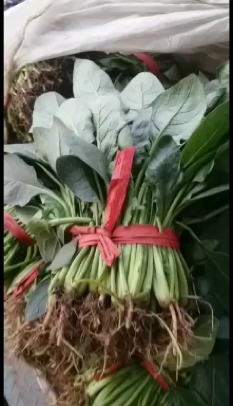 精品大棚菠菜大量上市了