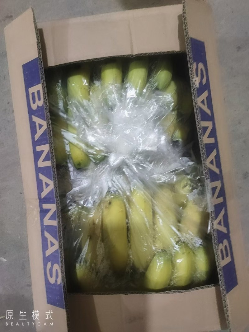 河北永年精品香蕉大量供应中，可供大型批发市场，超市