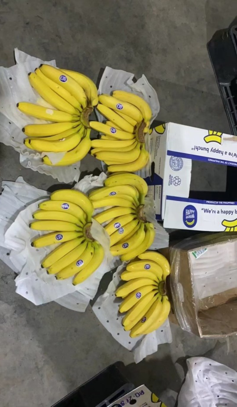 河北永年精品香蕉大量供应中，可供大型批发市场，超市