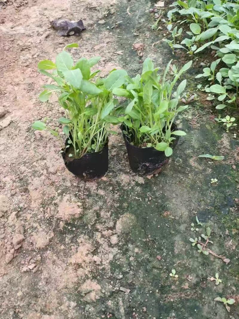 精品婆婆纳，基地直发直销，欢迎各位老板致电洽谈