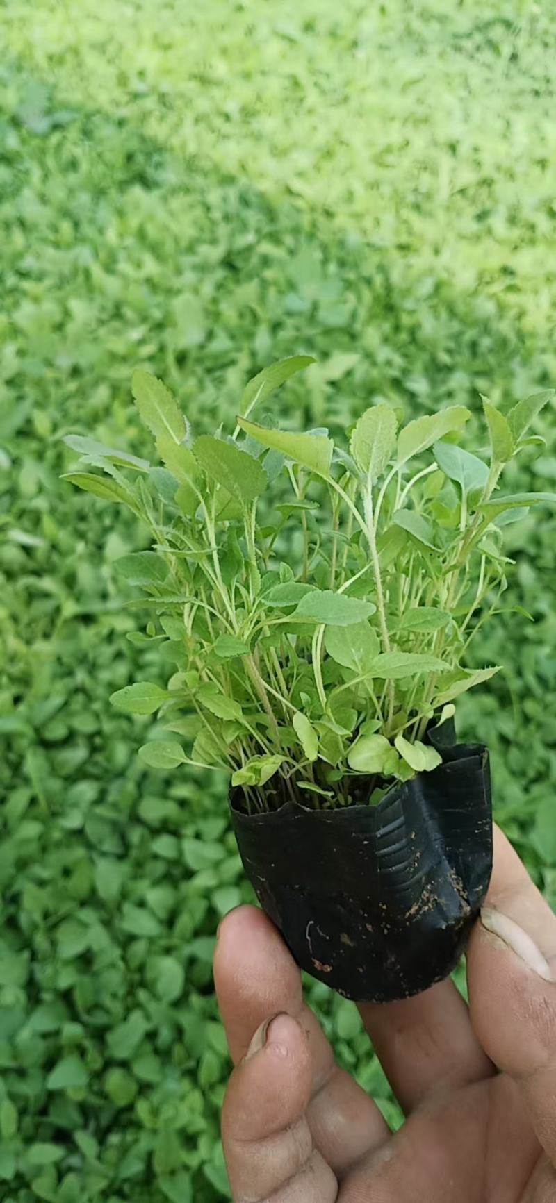 精品婆婆纳，基地直发直销，欢迎各位老板致电洽谈