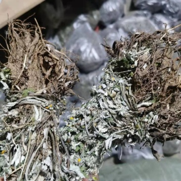 翻白草扎把翻白草大别山野生中药材批发零售