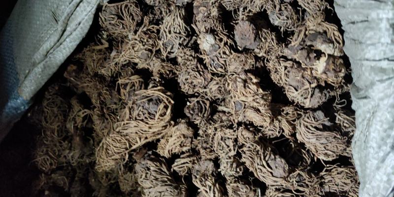 神农架野生头顶一颗珠