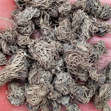 神农架野生头顶一颗珠