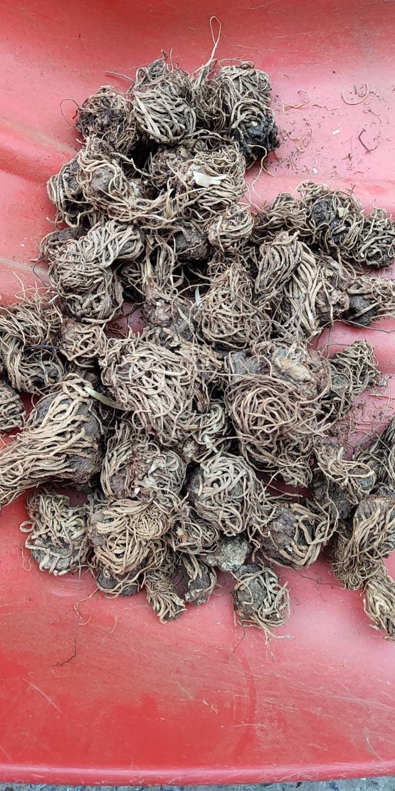 神农架野生头顶一颗珠
