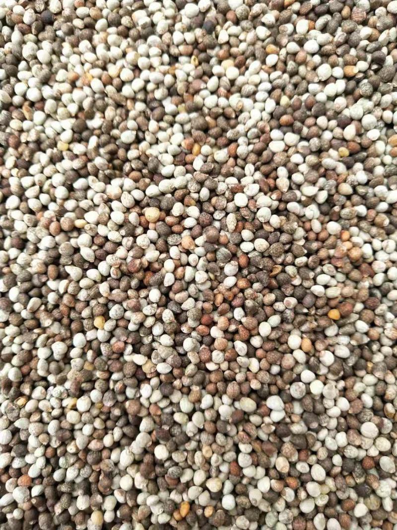 杂苏子紫苏籽白苏子榨油苏子花苏子杂花苏子
