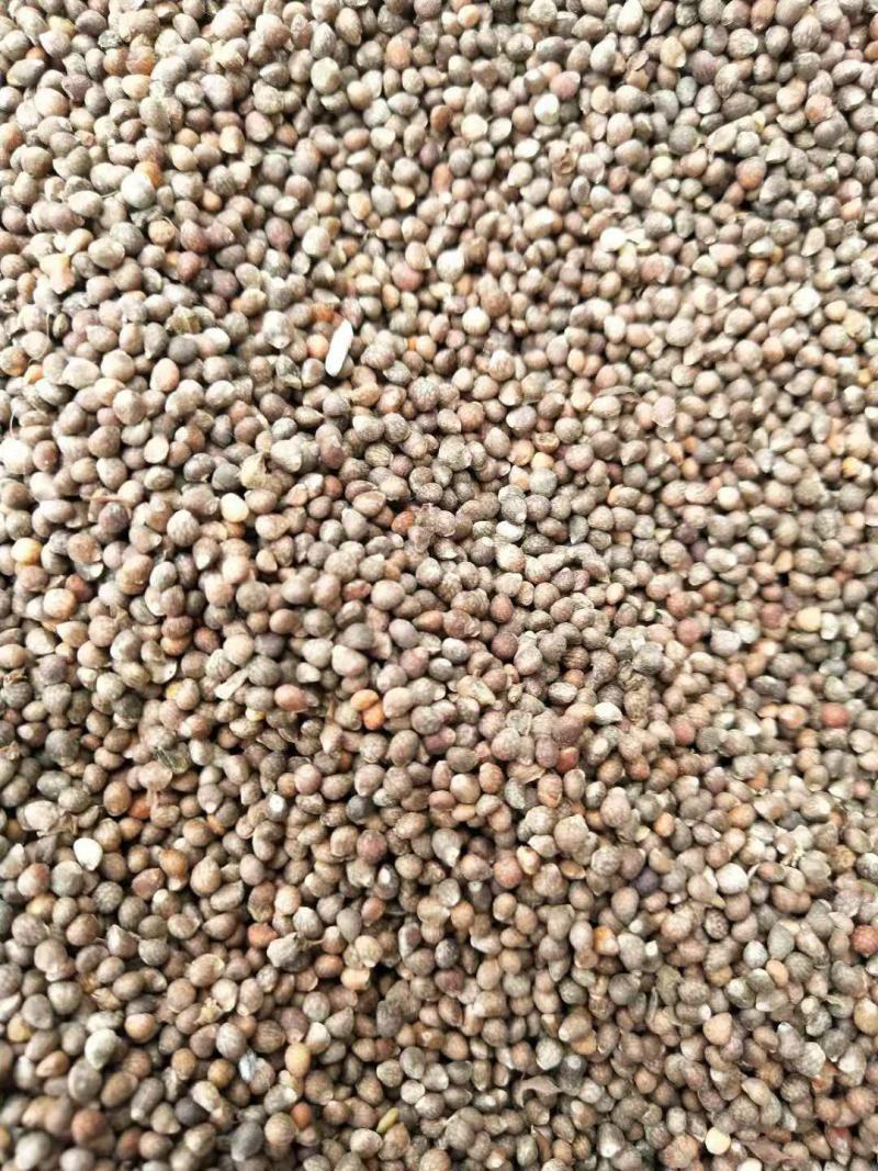 紫苏子紫苏籽大苏子油苏子药食两用含量够的
