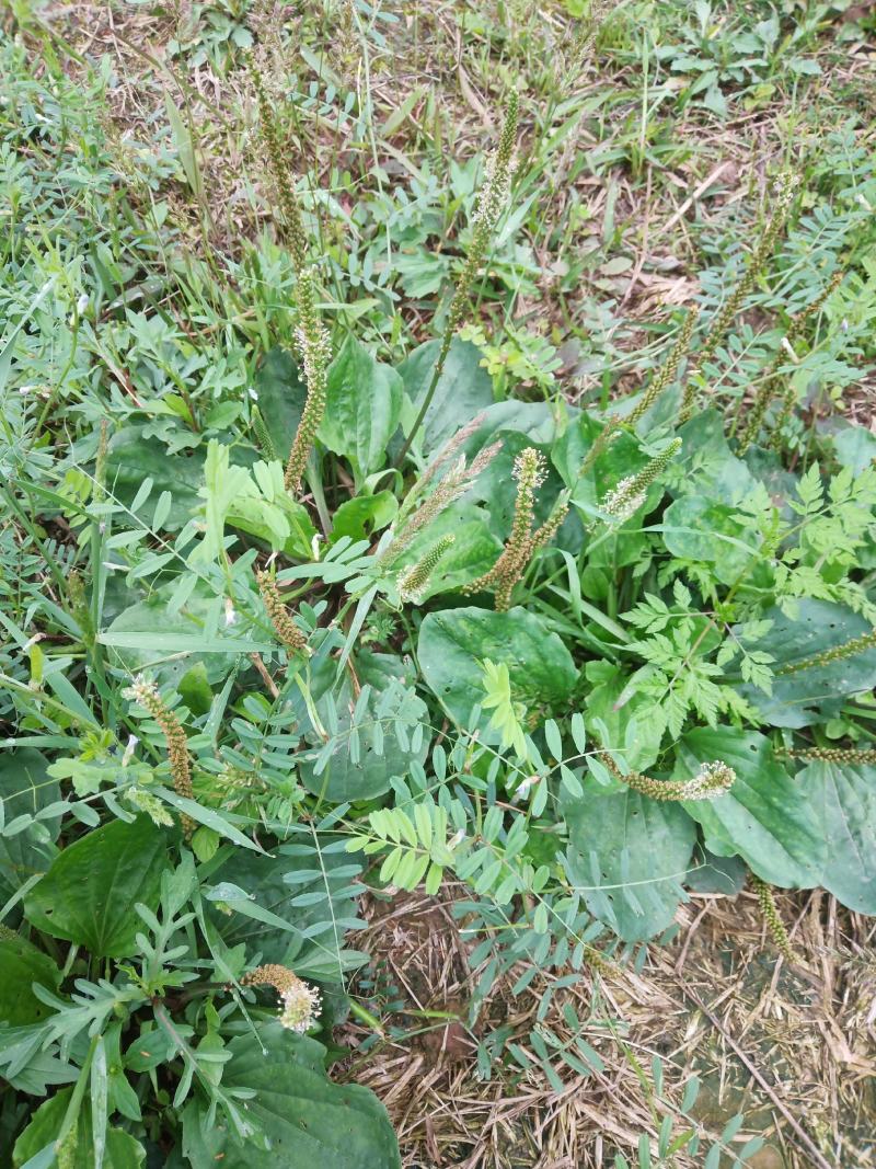 野生车前草，纯野生的，质量好，无泥无杂草