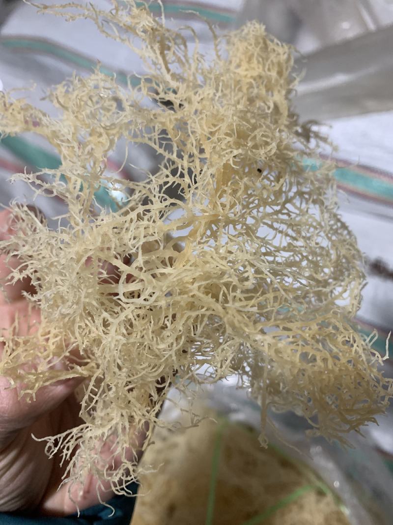 天晒龙须菜海石花石花菜麒麟菜，厂家工厂直销量大优惠