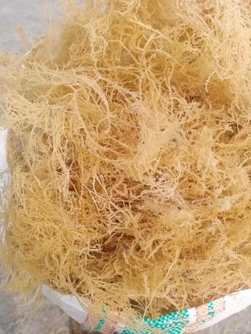 天晒龙须菜海石花石花菜麒麟菜，厂家工厂直销量大优惠