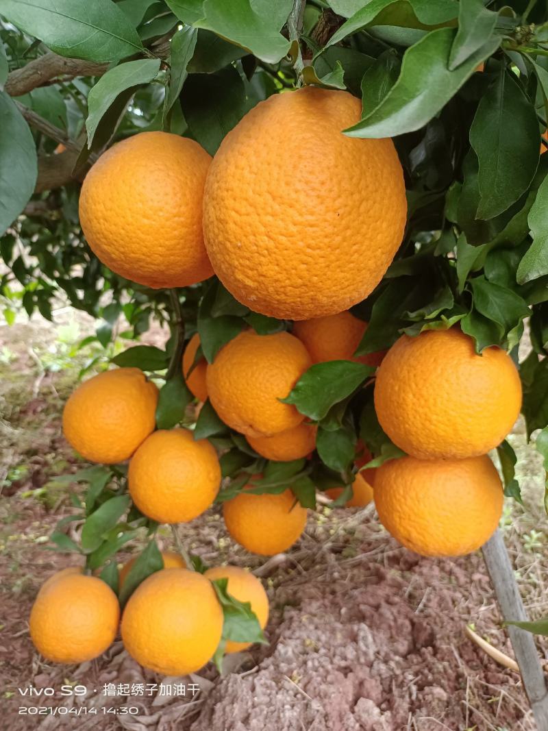 四川柑橘皇后，货源充足，汁多水份充足，可视频看货，接电商