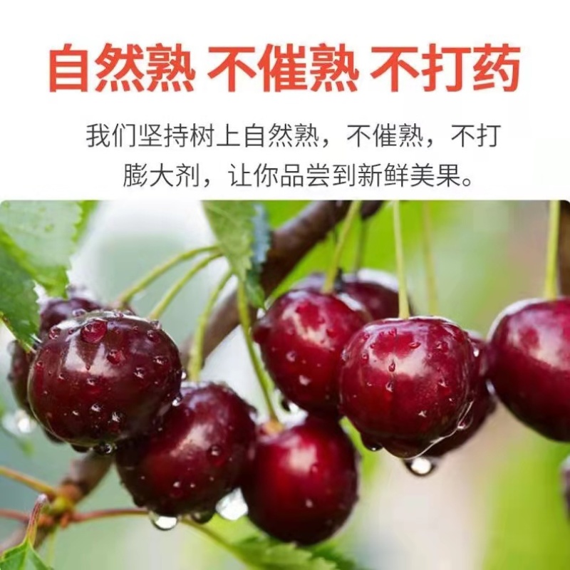 陕西大棚樱桃一件代发